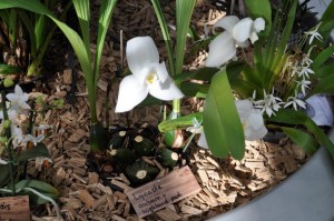 Stand du GRO, Orchideen Bern 2016